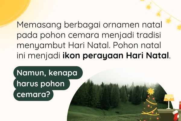 Dibalik Tradisi Menghias Pohon Natal: Kenapa Harus Pohon Cemara?