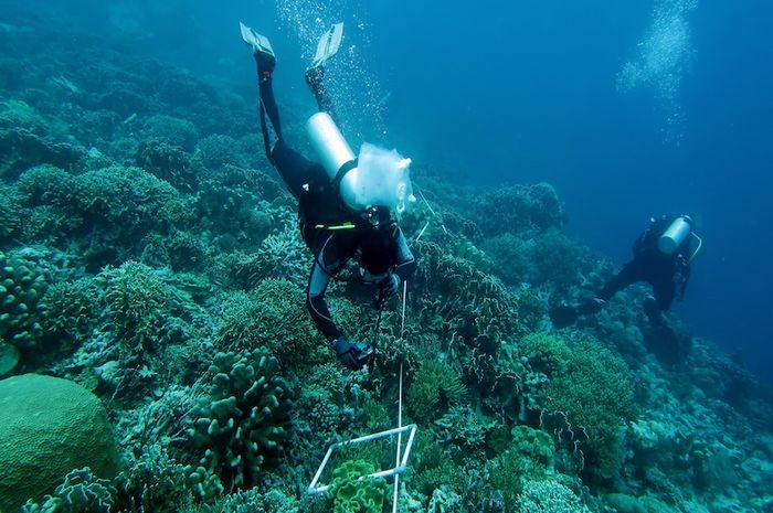 Indonesia Susun Peta Nasional Terumbu Karang dan Padang Lamun